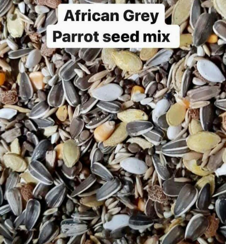 Birds Chennai Pets Corner