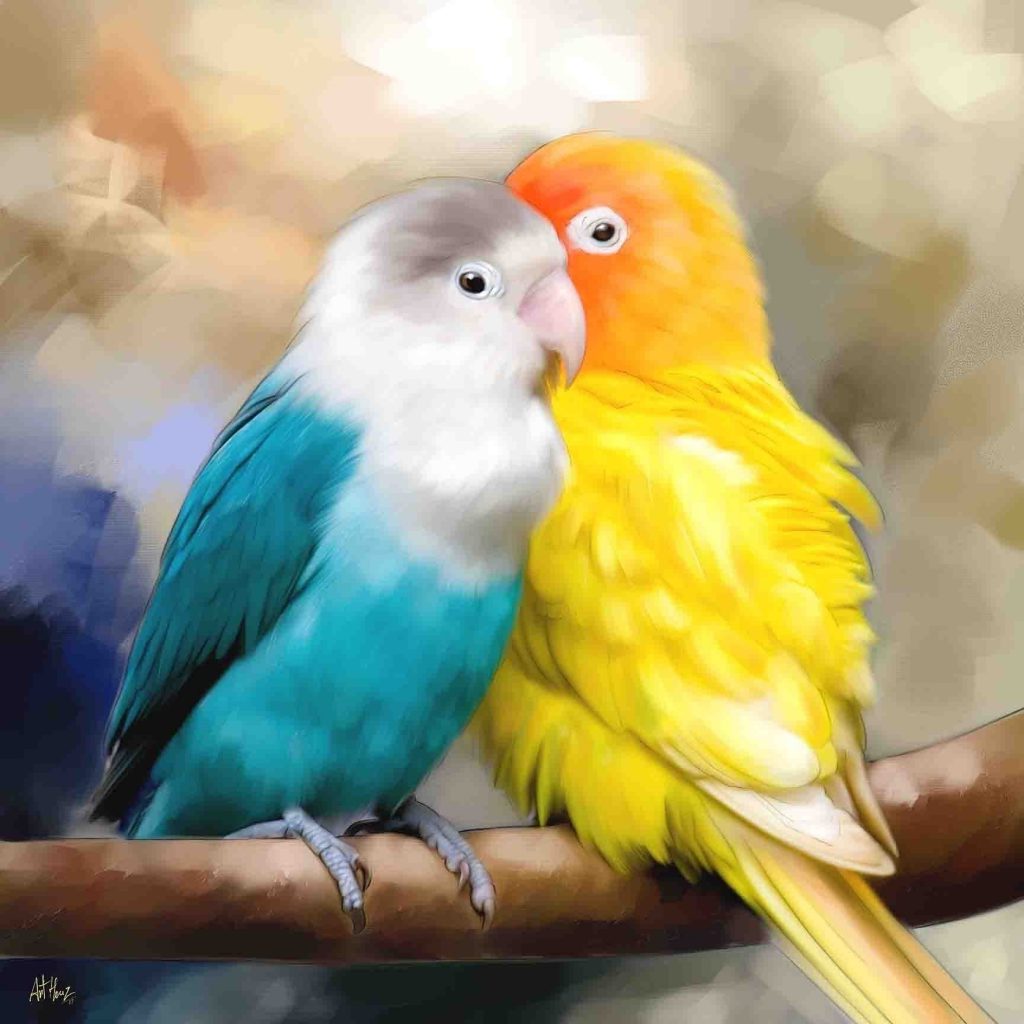 Love Birds Chennai Pets Corner