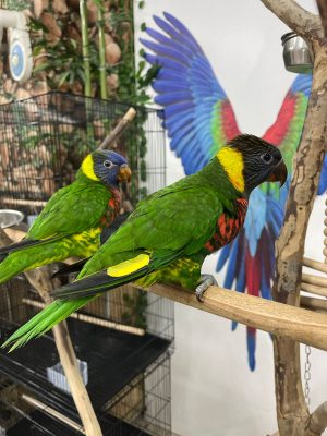 lorrykeet